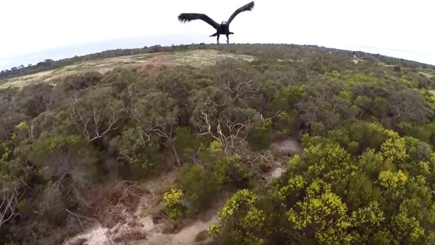 Un águila derriba un dron Un águila derriba un dron