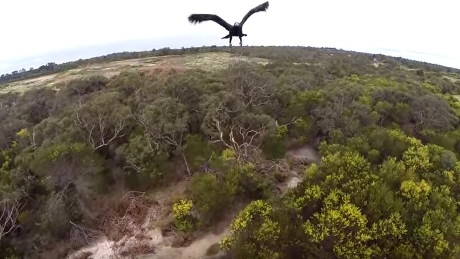 Un águila derriba un dron