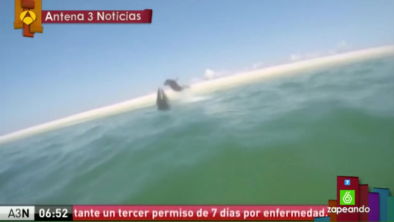 Tiburón blanco y foca