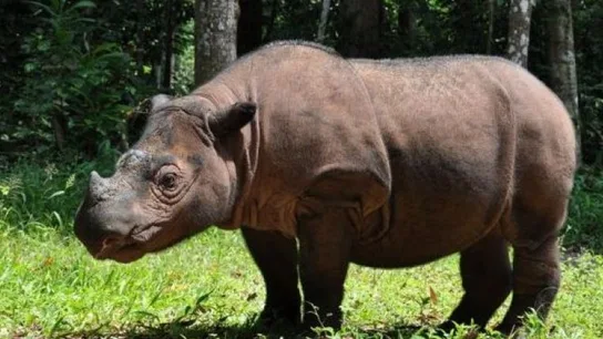 Rinoceronte de Sumatra Rinoceronte de Sumatra