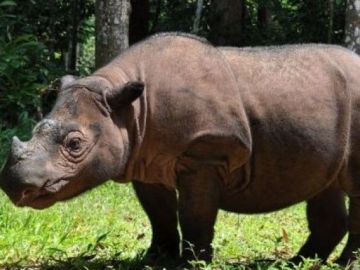 Rinoceronte de Sumatra Rinoceronte de Sumatra