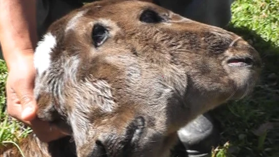 Nace una ternera con dos cabezas en Perú Nace una ternera con dos cabezas en Perú