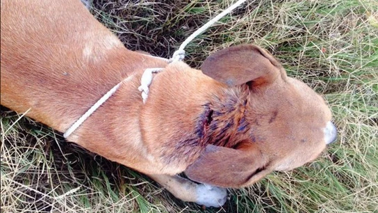El perro rescatado, Naif El perro rescatado, Naif