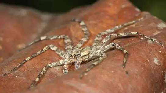 Araña planeadora Araña planeadora