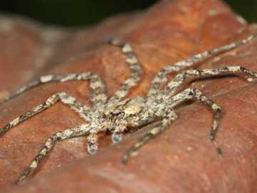 Araña planeadora Araña planeadora