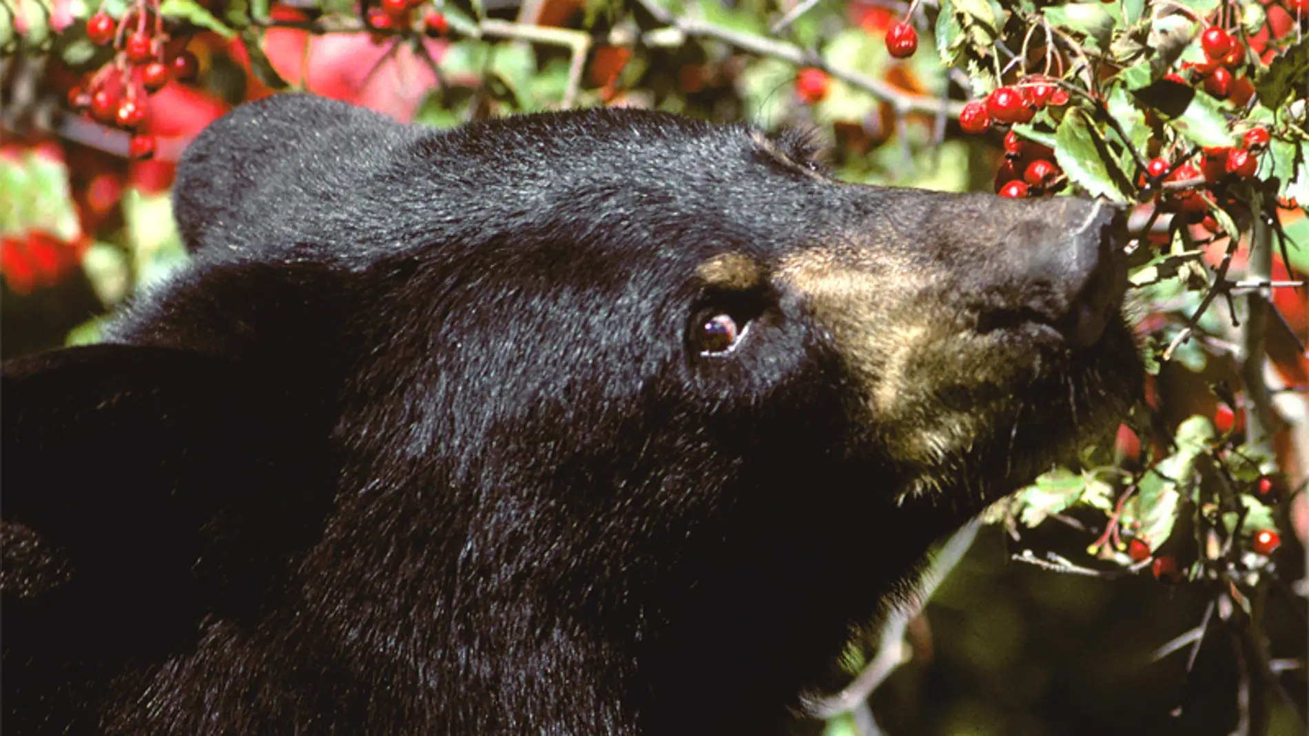 Oso negro comiendo bayas. / Wikipedia