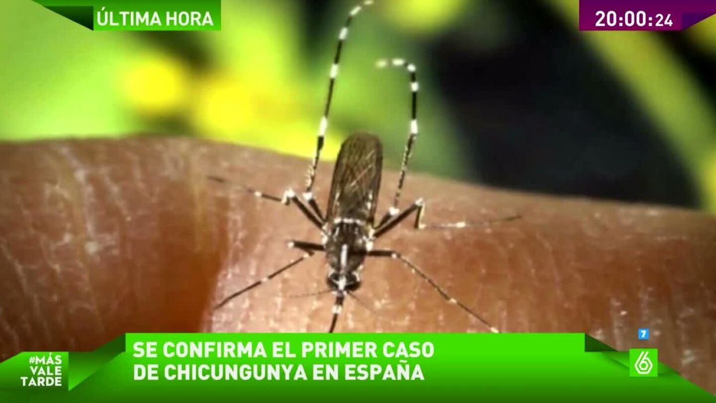 El mosquito tigre