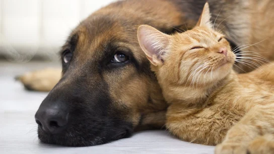 Un perro y un gato Un perro y un gato