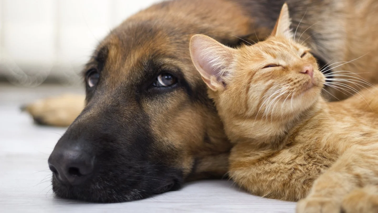 Un perro y un gato Un perro y un gato