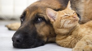 Un perro y un gato