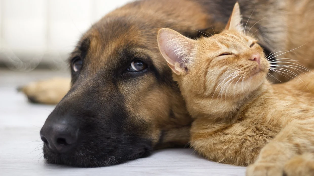 Un perro y un gato