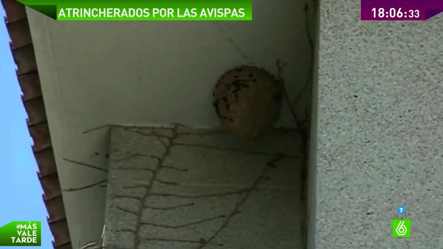 Nido de avispas asiáticas Nido de avispas asiáticas