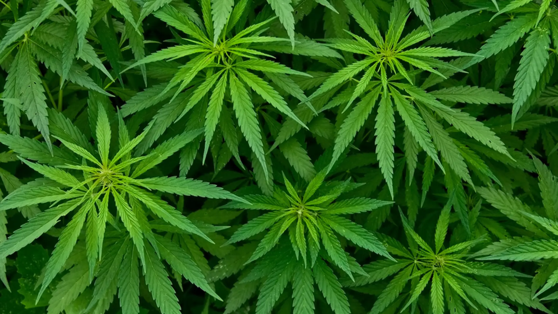 Hojas de marihuana