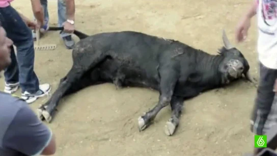 Los animalistas denuncian hasta 30 becerradas ilegales en Madrid Los animalistas denuncian hasta 30 becerradas ilegales en Madrid