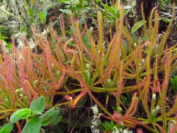 Drosera magnifica