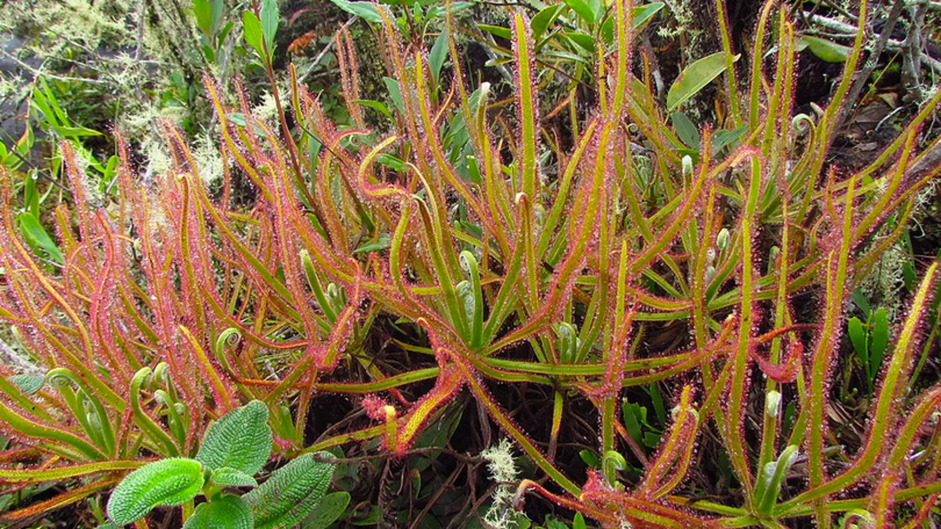 Drosera magnifica