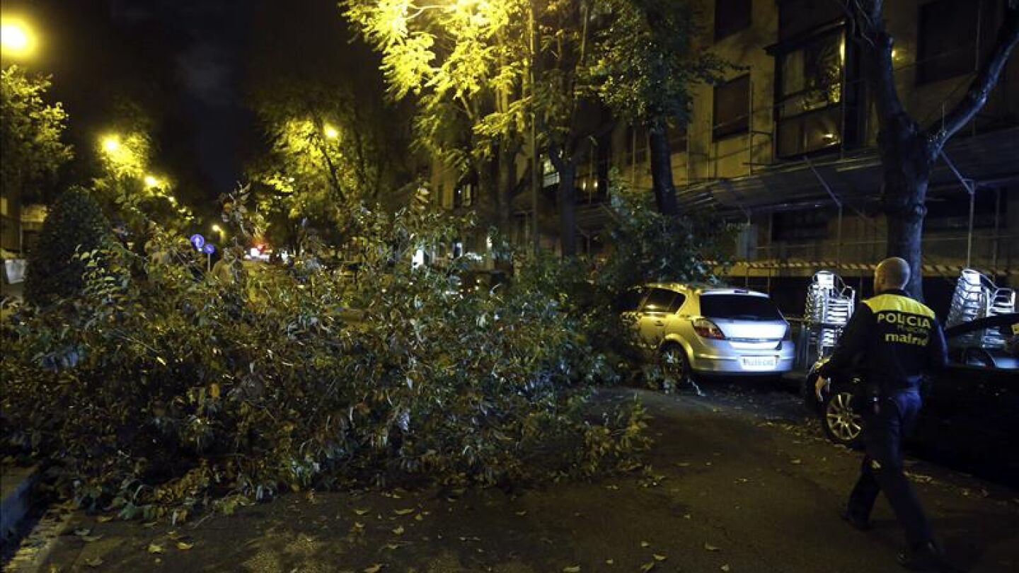 Ca&iacute;da de un &aacute;rbol en Madrid