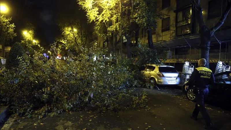 Caída de un árbol en Madrid