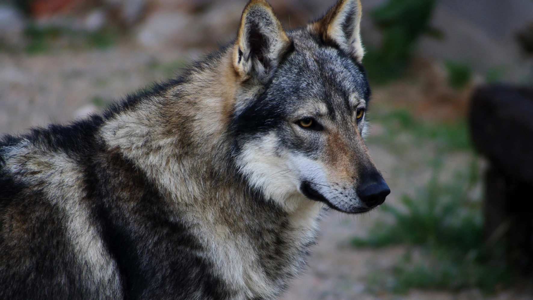 El perro lobo checoslovaco