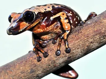 Una de las ranas más letales que te puedes encontrar Una de las ranas más letales que te puedes encontrar