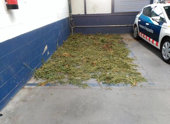 Marihuana almacenada junto a un coche de los Mossos de Olot Marihuana almacenada junto a un coche de los Mossos de Olot