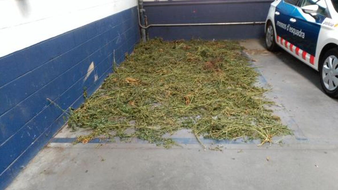 Marihuana almacenada junto a un coche de los Mossos de Olot