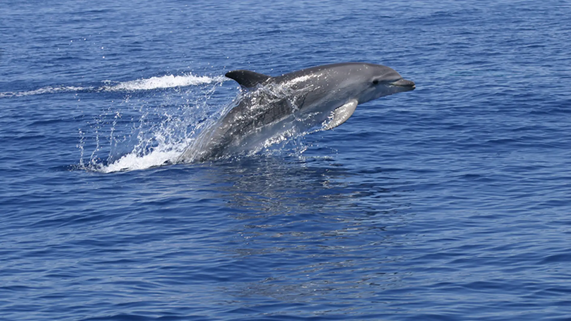 Un ejemplar de delfín mular en el Puerto