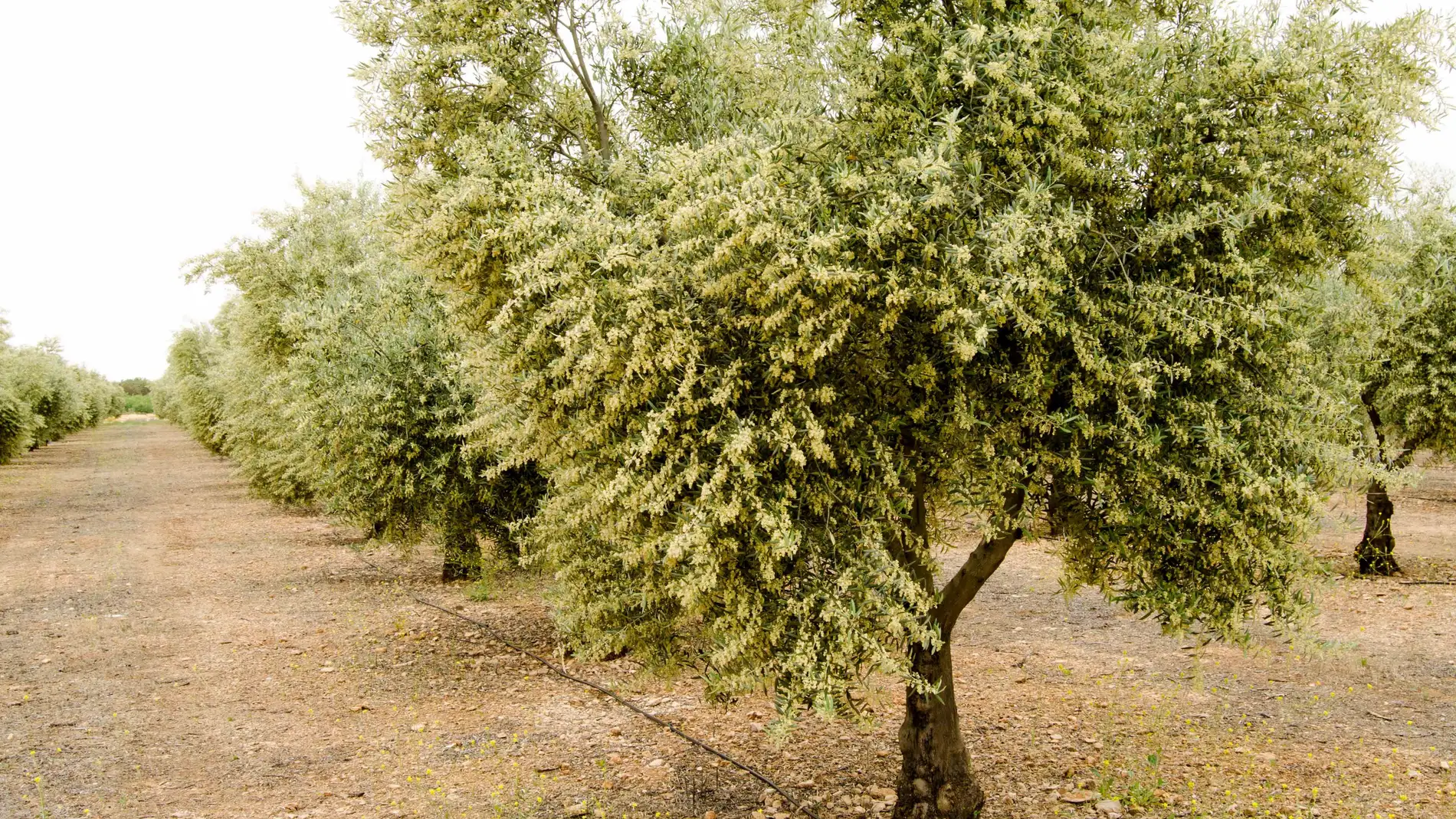 Olivar de la variedad Cornicabra en plen