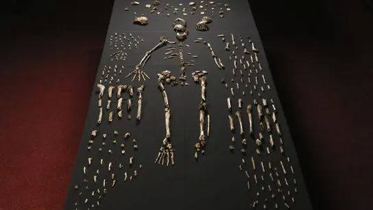 Restos del 'Homo Naledi' Restos del 'Homo Naledi'