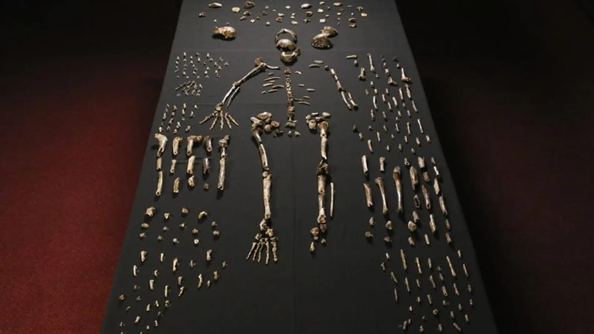 Restos del 'Homo Naledi'