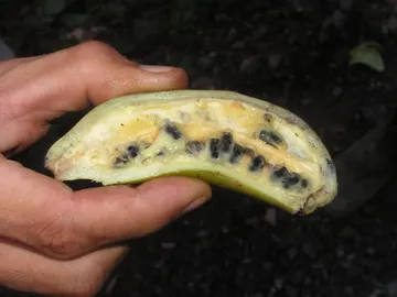 Banana salvaje  Banana salvaje