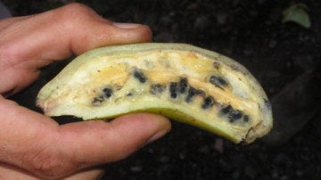 Banana salvaje