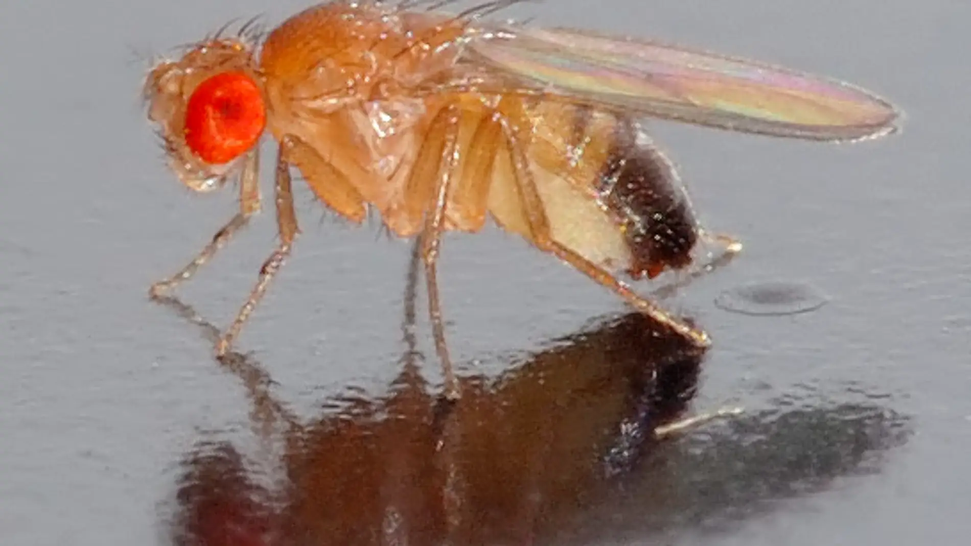 Drosophila Melanogaster Protocols. / Wik
