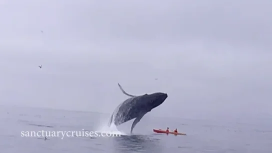 Ballena saltando el kayak Ballena saltando el kayak