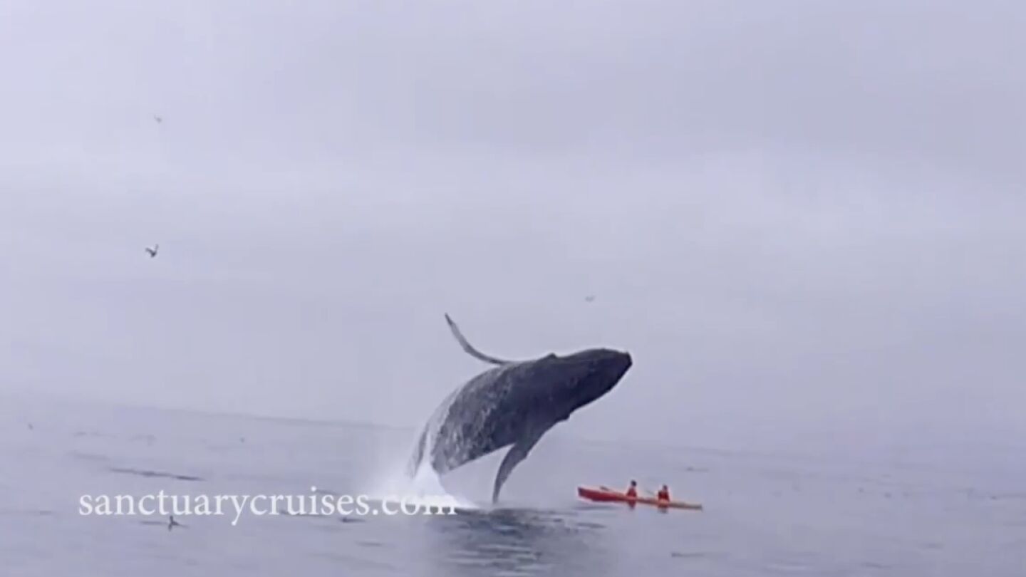 Ballena saltando el kayak