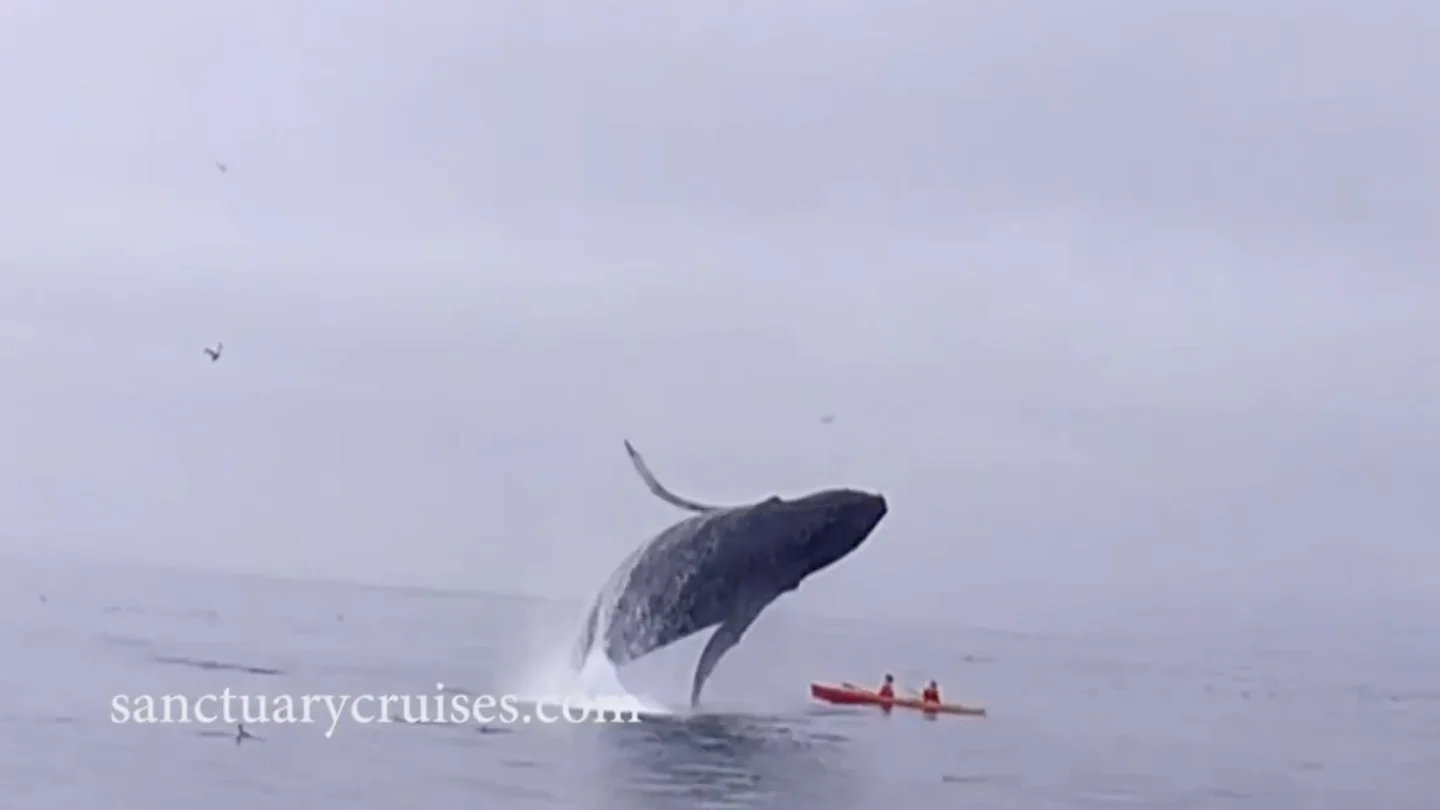 Ballena saltando el kayak Ballena saltando el kayak