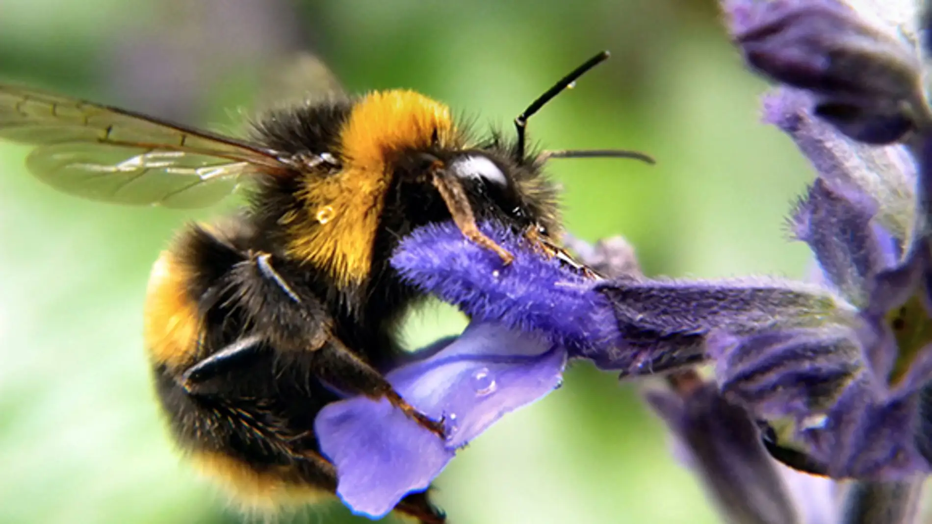 Abejorro (Bombus terrestris) polinizando