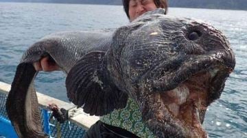 Un pescador japonés captura un ejemplar de pez lobo espeluznante