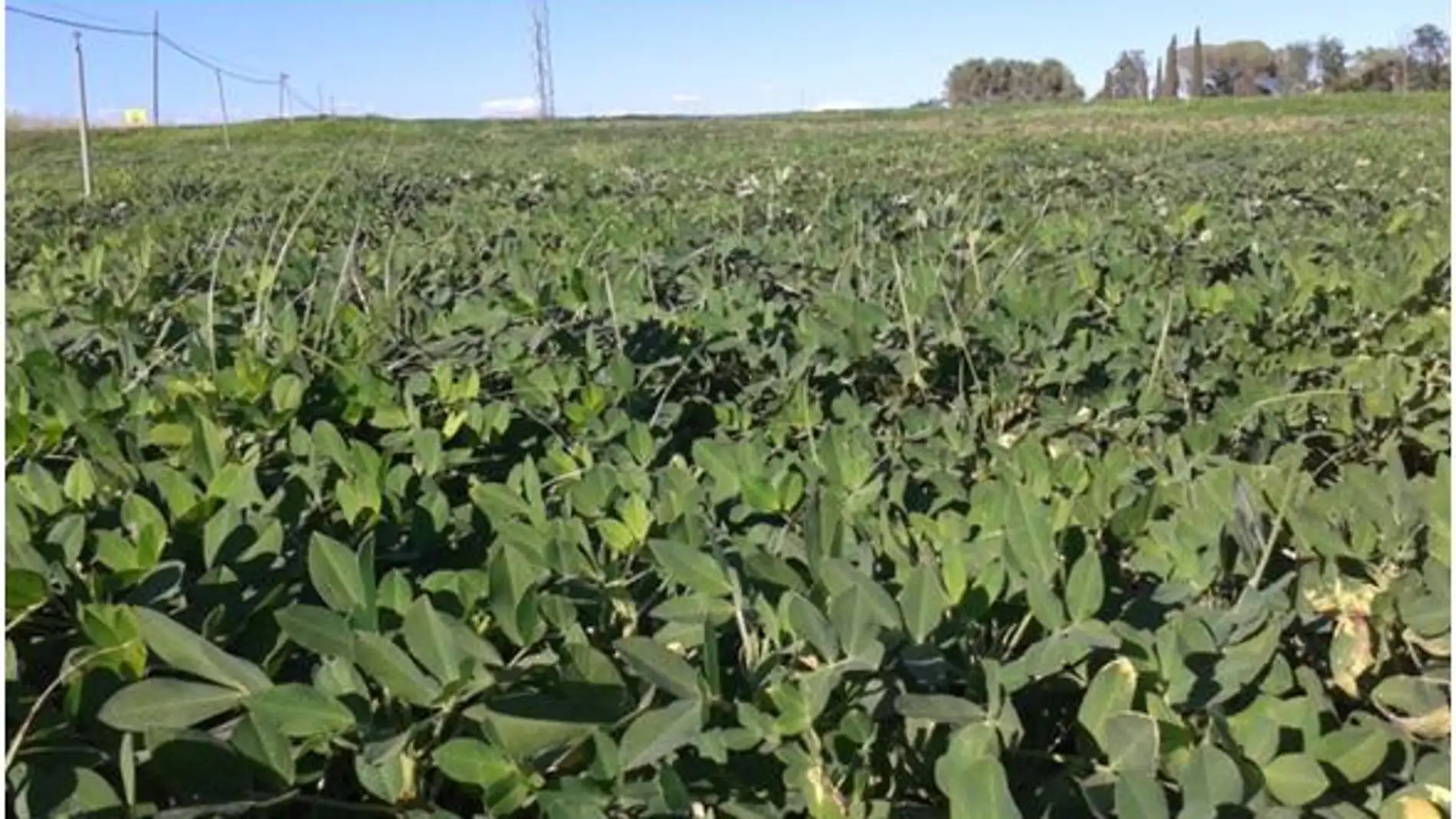 Cultivo de cacahuete en Extremadura.