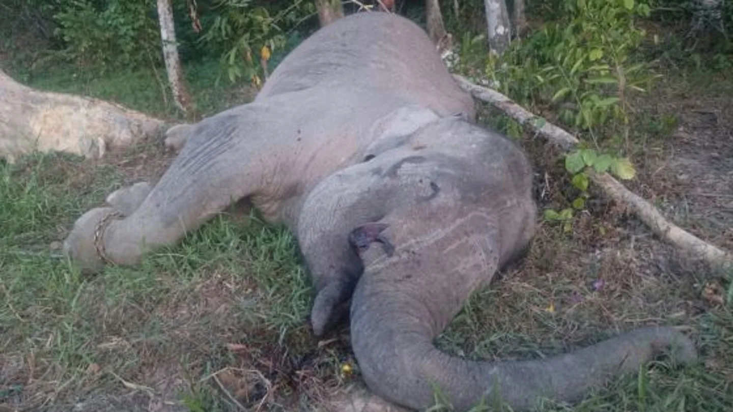 El elefante Yongki El elefante Yongki