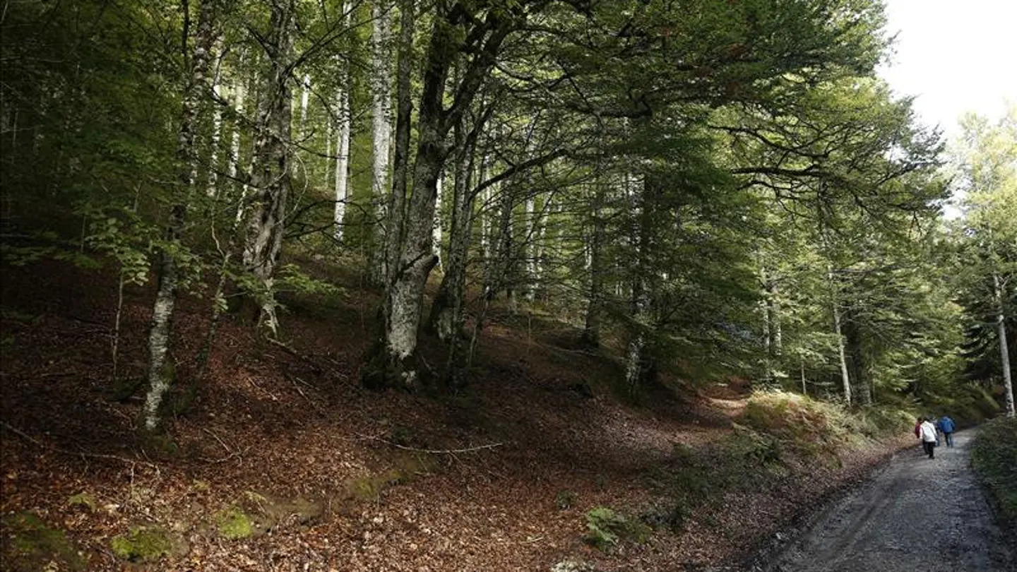Imagen de una senda junto a un bosque (Archivo) Imagen de una senda junto a un bosque (Archivo)