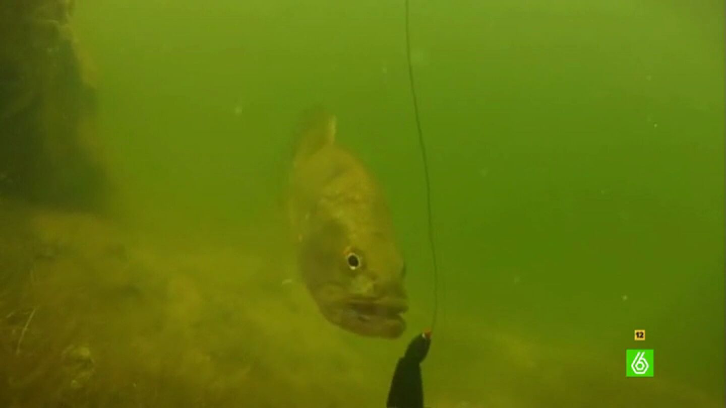 &iquest;Qu&eacute; pol&iacute;tico pasa sus charlas pescando?
