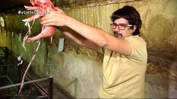Álvaro asiste a un parto de un lechón en la granja con Javier