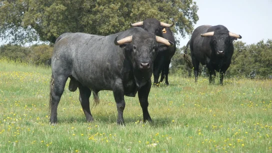 Toros de lidia Toros de lidia