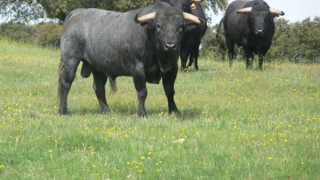 Toros de lidia