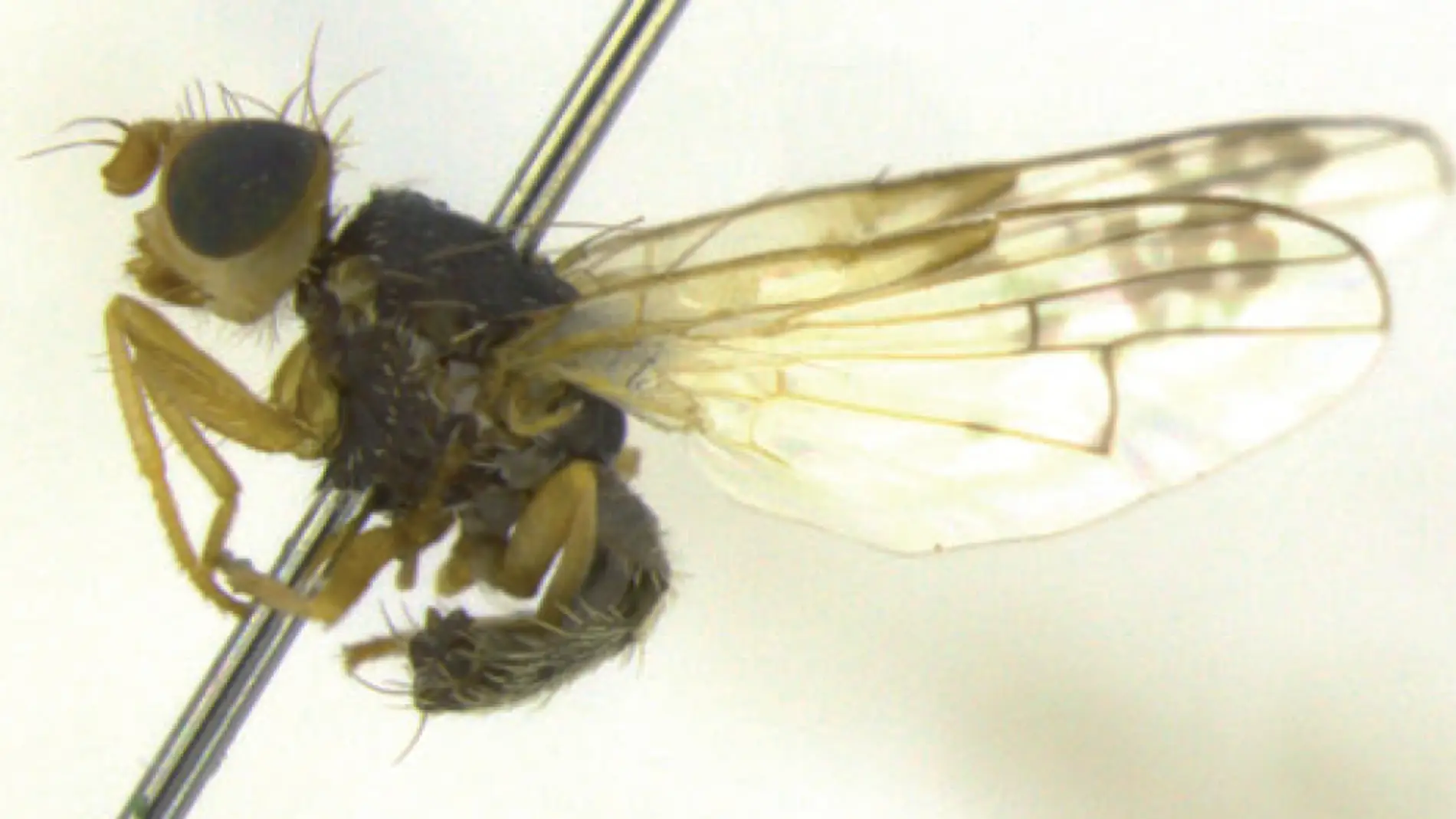'Acanthiophilus minor', una de las tres