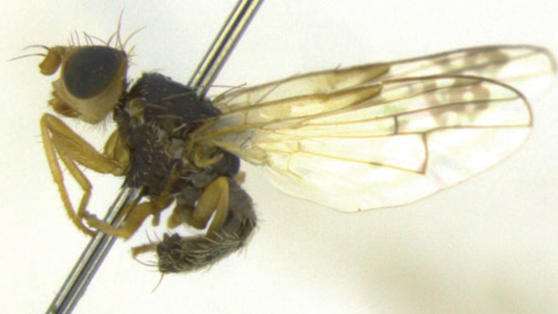 'Acanthiophilus minor', una de las tres