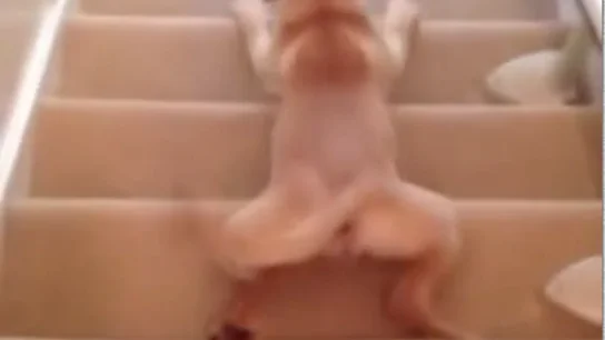Perro bajando las escaleras Perro bajando las escaleras