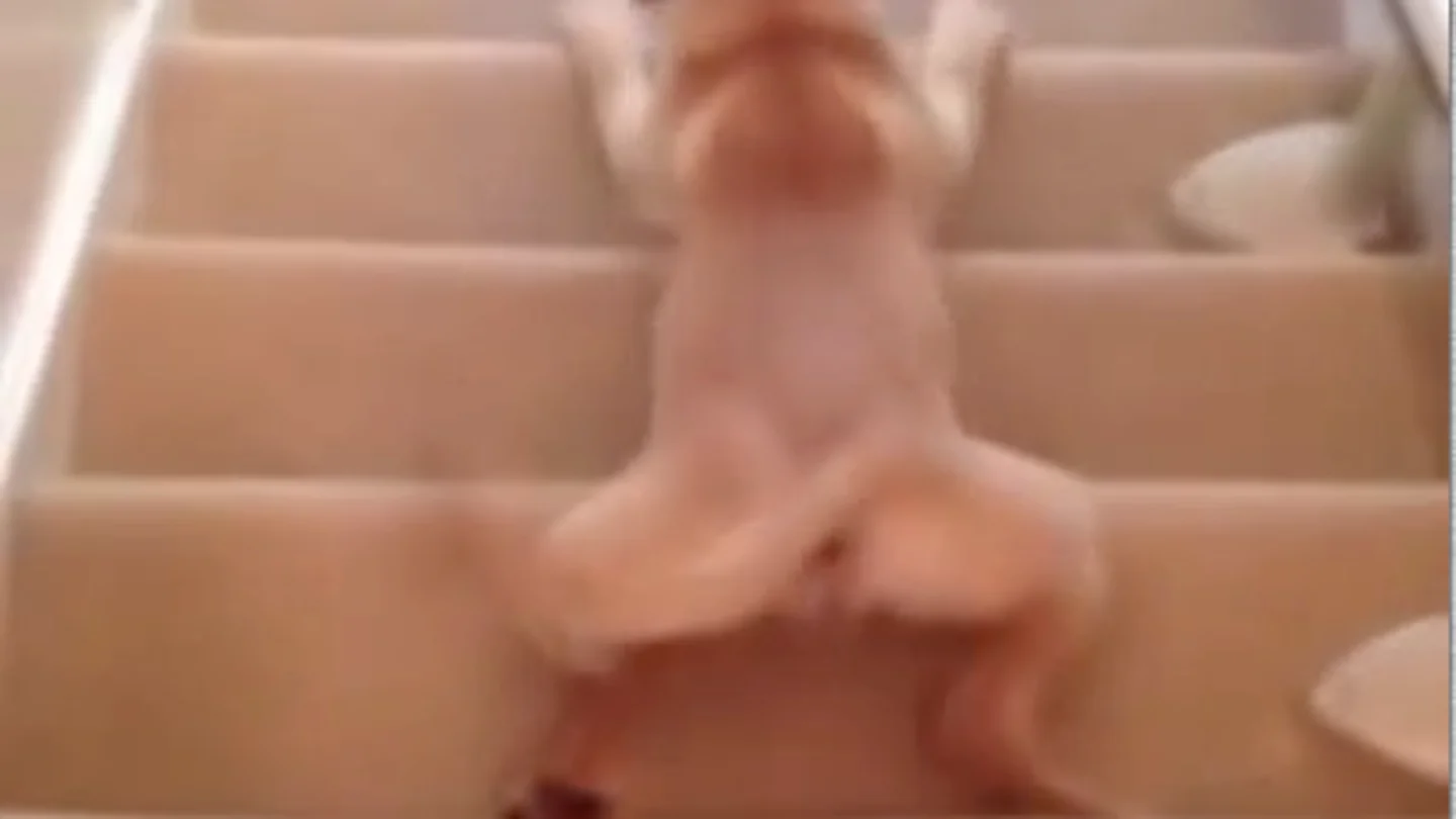 Perro bajando las escaleras Perro bajando las escaleras