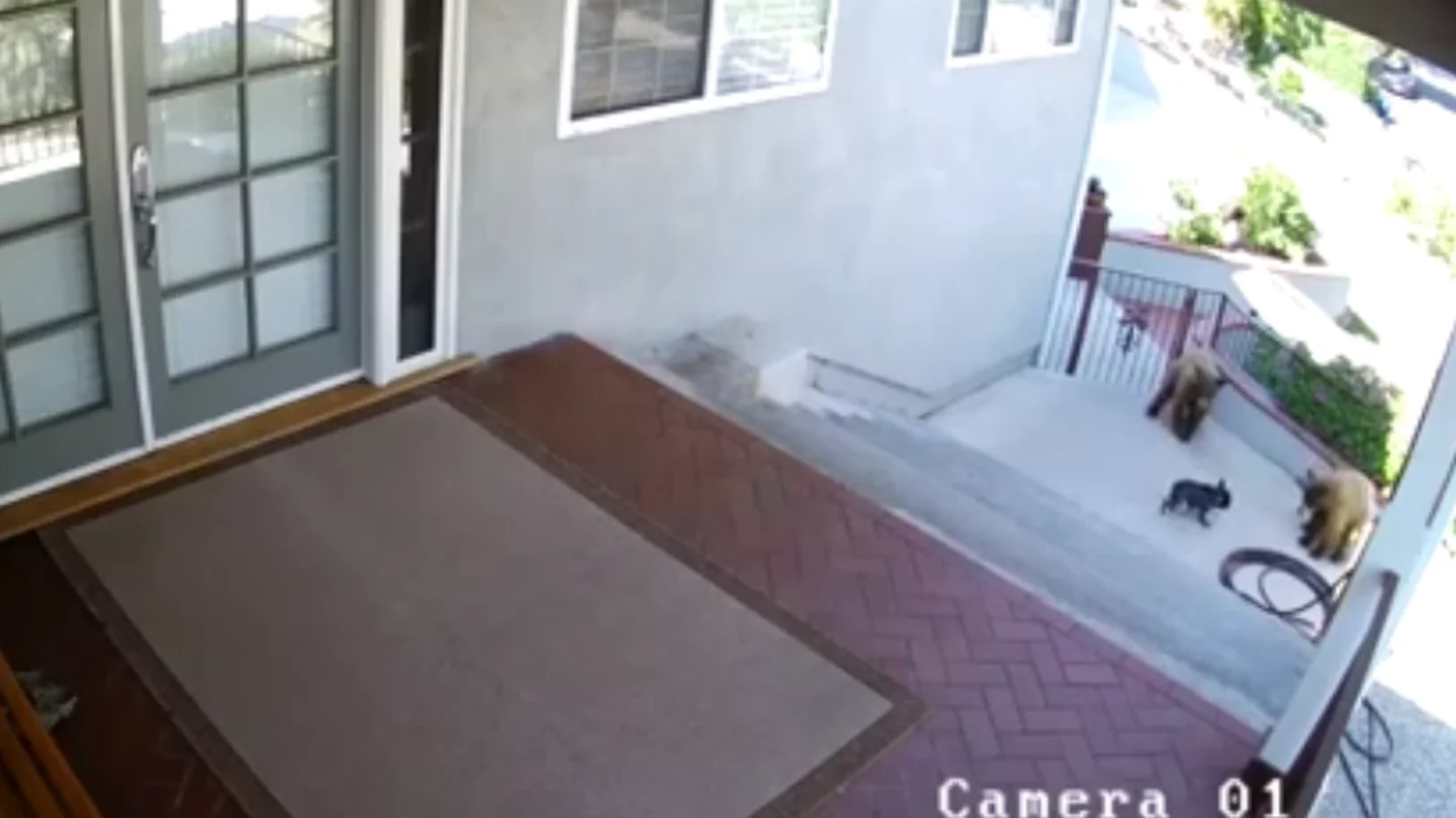 Perro asustando a osos Perro asustando a osos